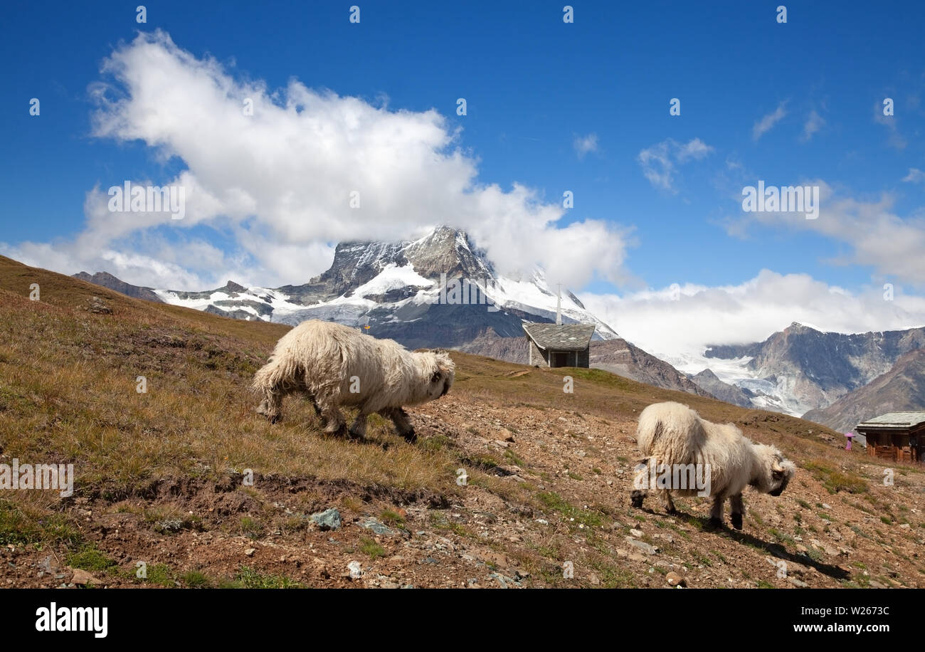 Small herd of sheep in swiss alps Stock Photo - Alamy