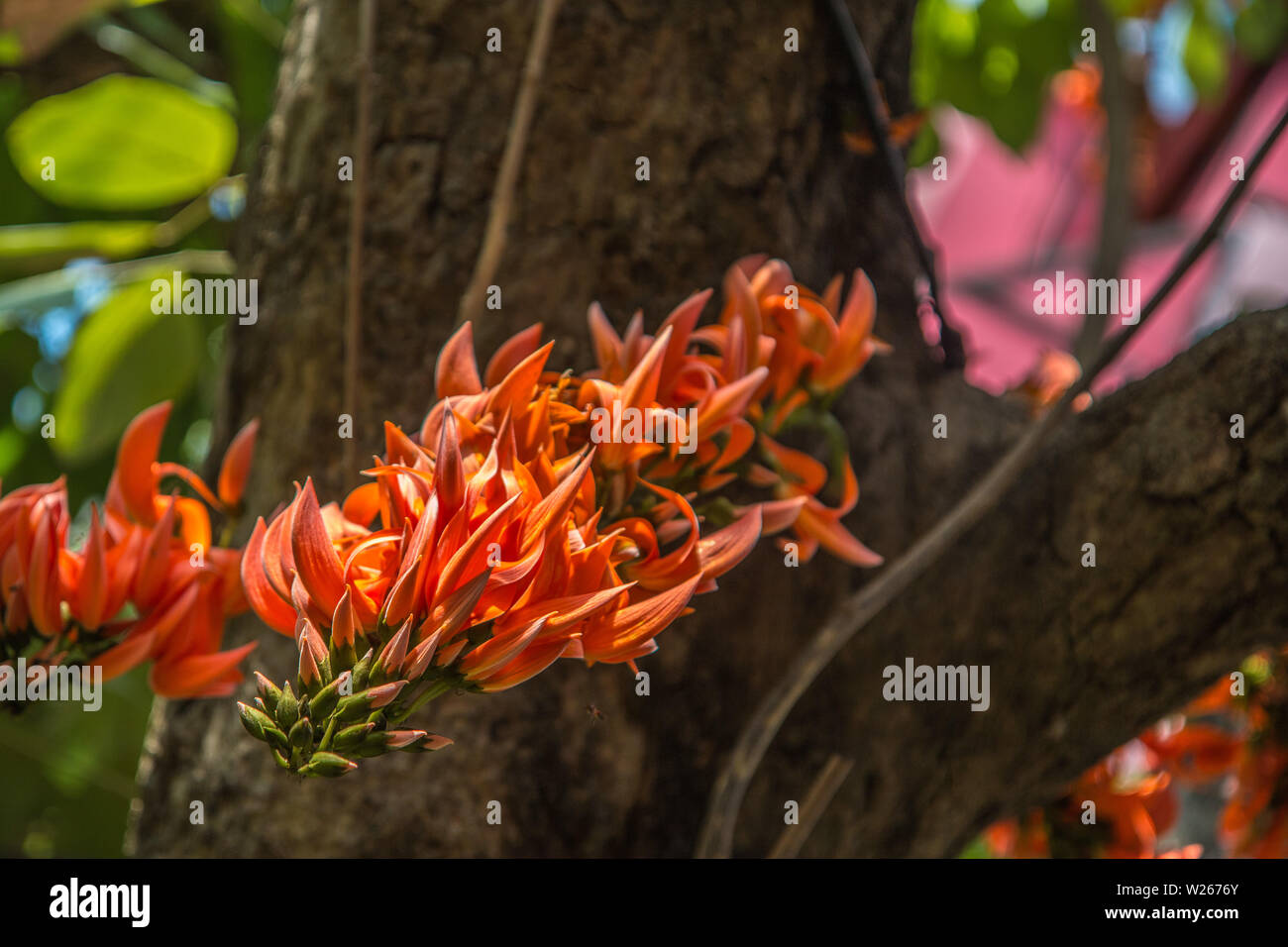 Spathodea flowers,African tulip tree, Fire bell, Fouain tree, Flame of the Forest. Stock Photo