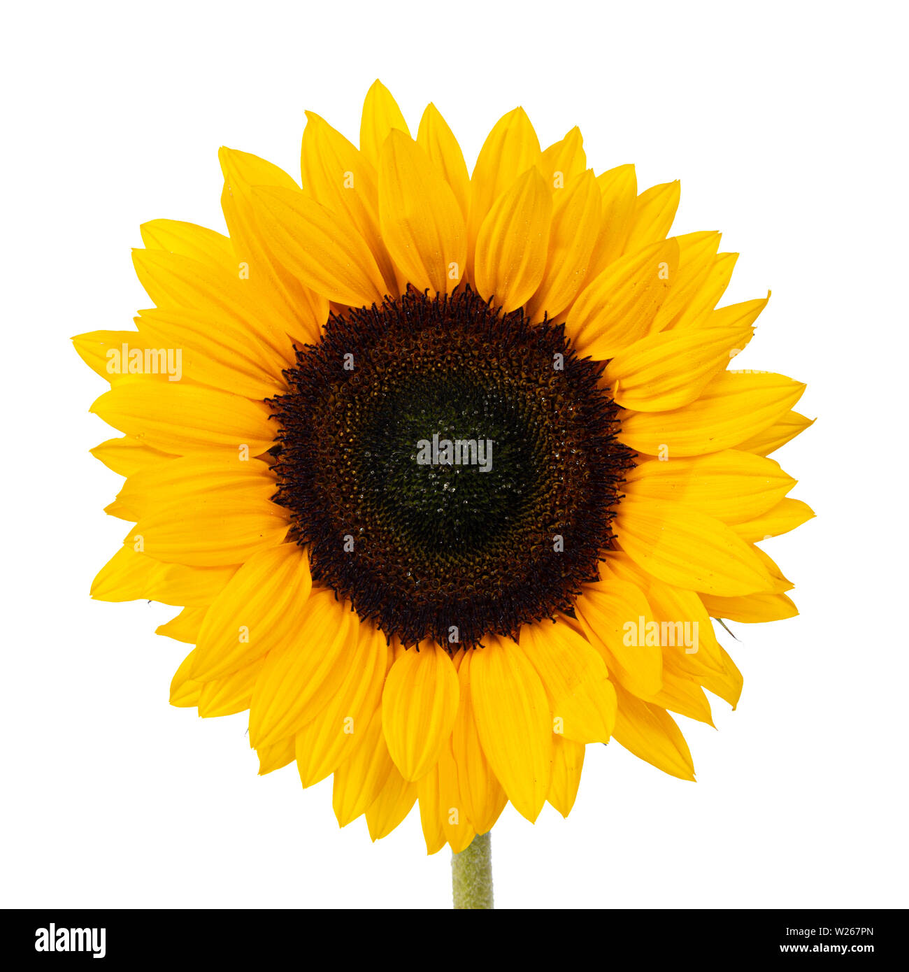 Close up front side of yellow blooming sunflower without leafs. Isolated on white background. Stock Photo