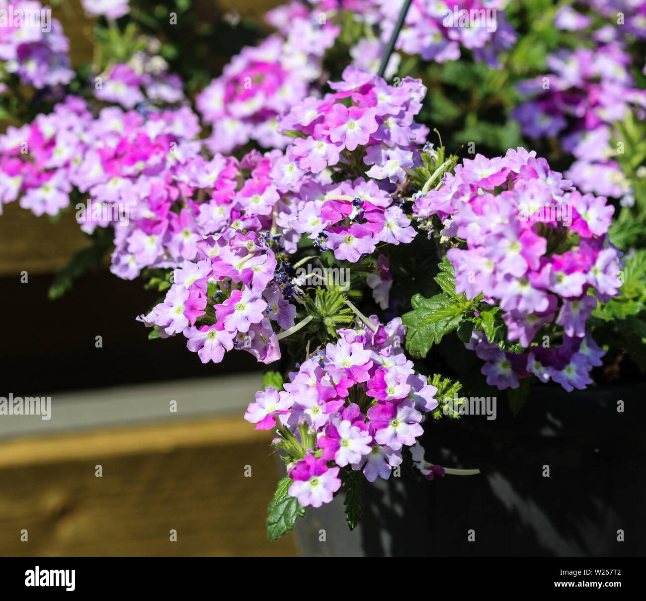 Elegant tall verbena hi-res stock photography and images - Alamy