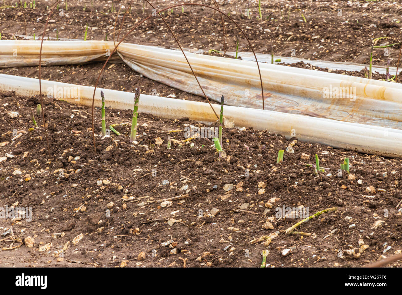 Norfolk asparagus growing in a field with its fleece tunnel pulled to
