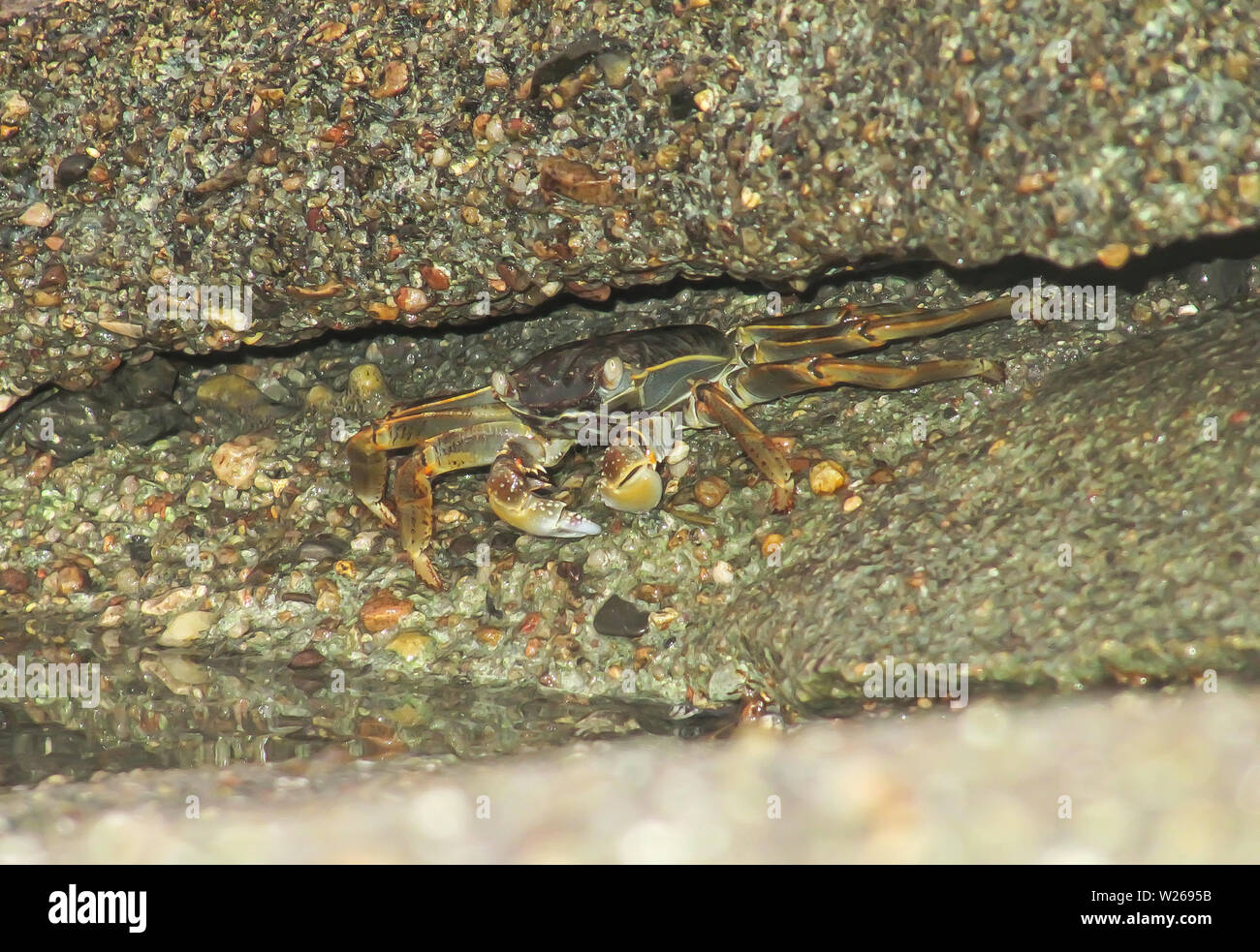 Crab hid in the gap between the stones Stock Photo
