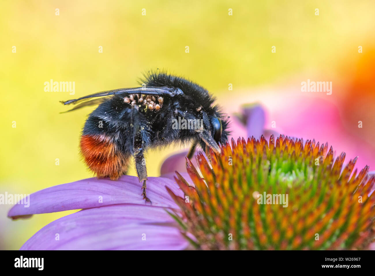 Red-tailed bumblebee infected with mites Stock Photo