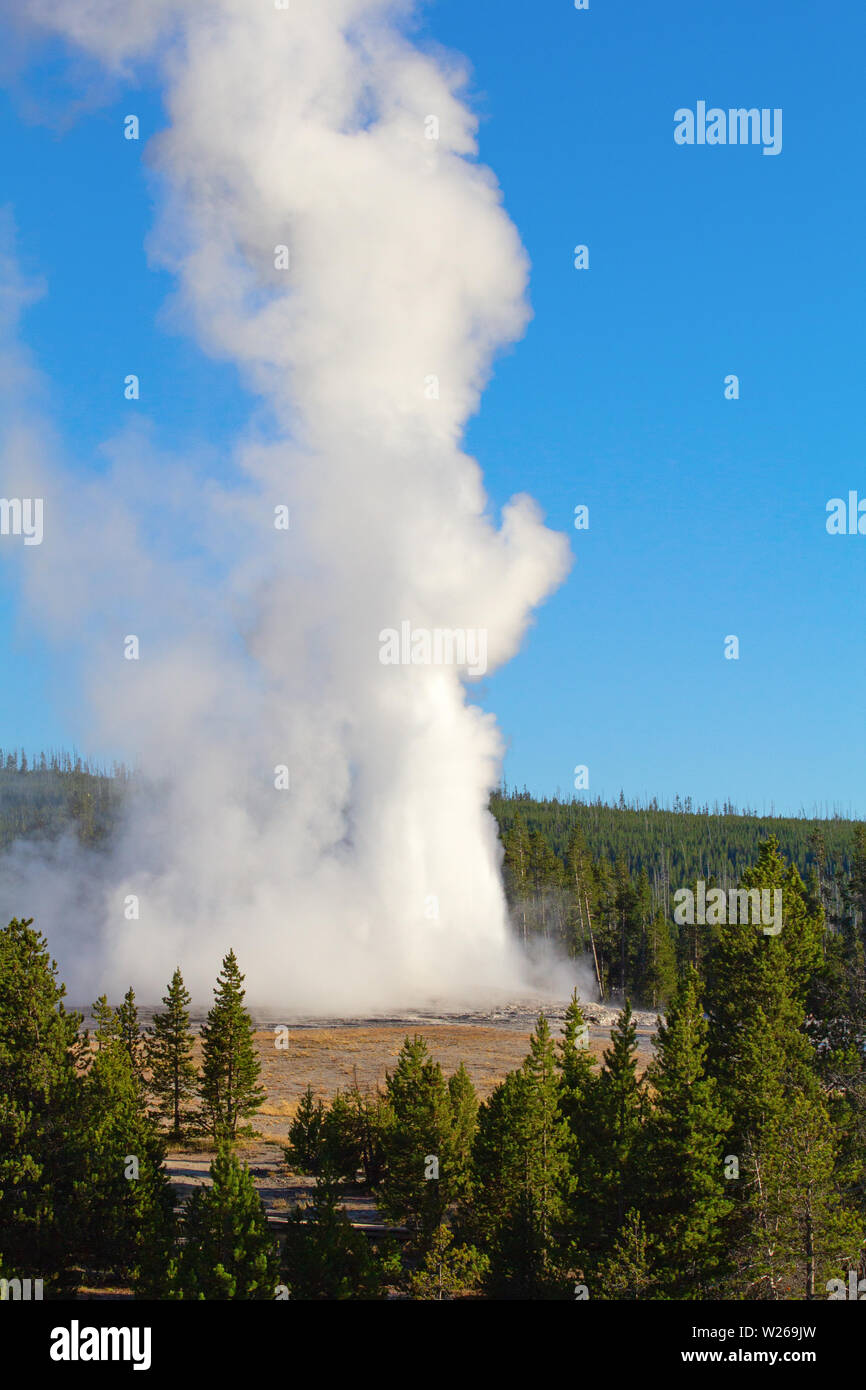 Old Faithful geyser eruption in the Yellowstone national park, USA ...