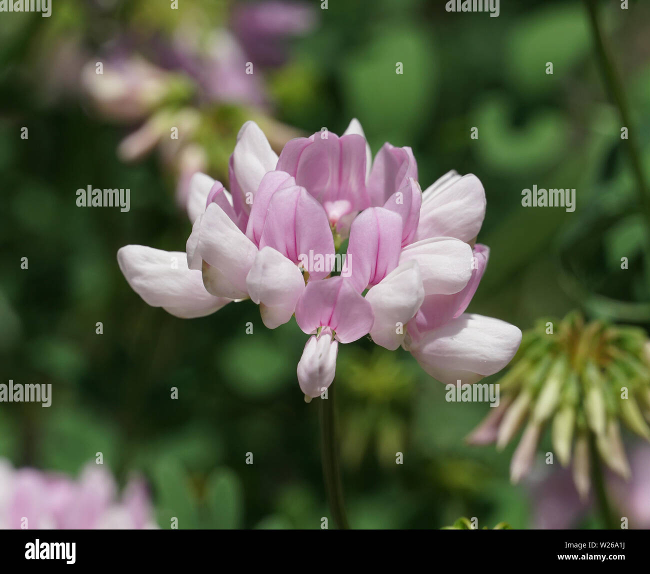 Crown Vetch Coronilla Varia High Resolution Stock Photography and