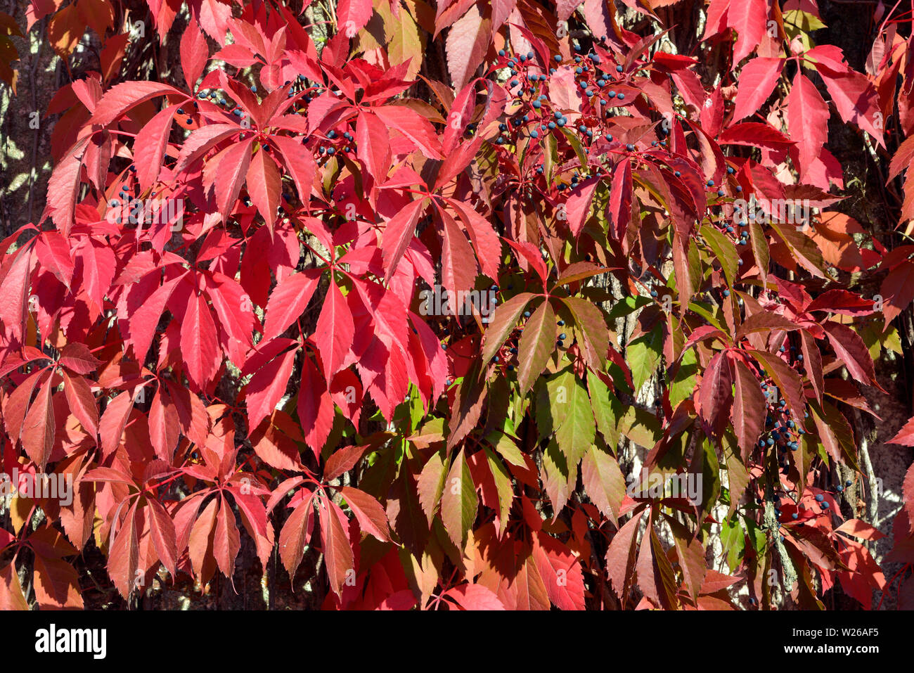 Red Japanese creeper (Parthenocissus) climbing up a façade Stock Photo