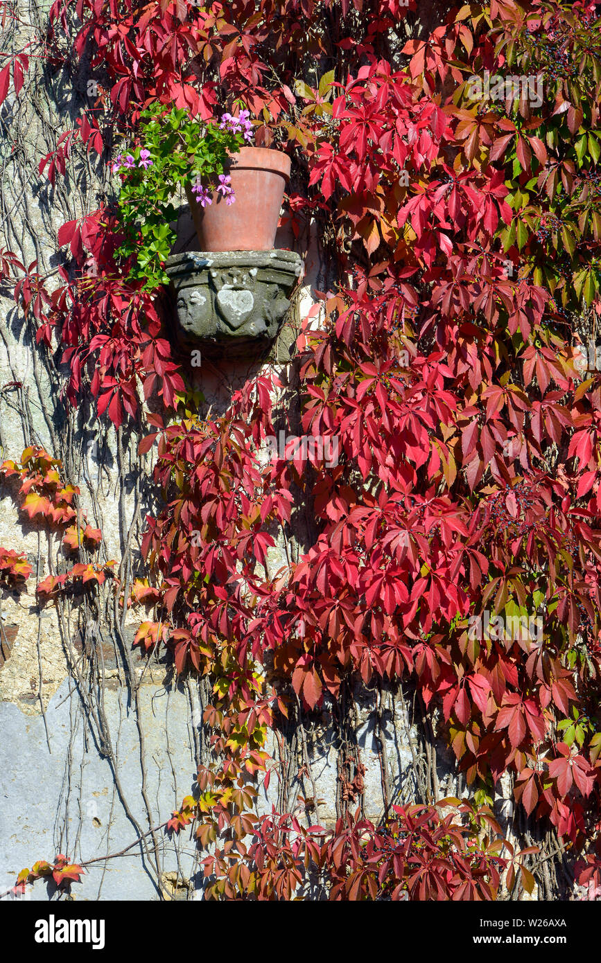 Red Japanese creeper (Parthenocissus) climbing up a façade and a pot of geranium flowers Stock Photo