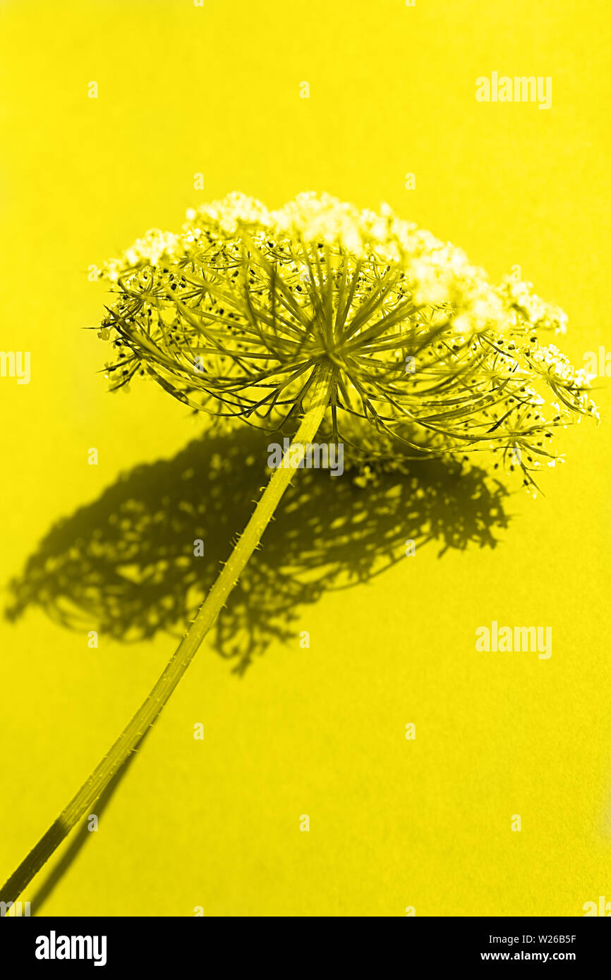 cow parsley on yellow background Stock Photo