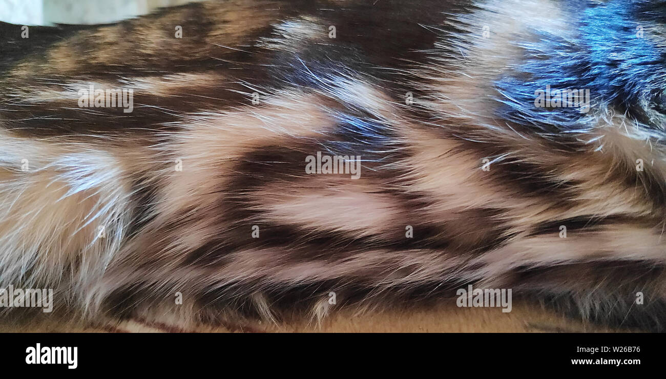 Macro photo of a thoroughbred wool Bengal cat with a beautiful pattern and  glitter close-up Stock Photo - Alamy