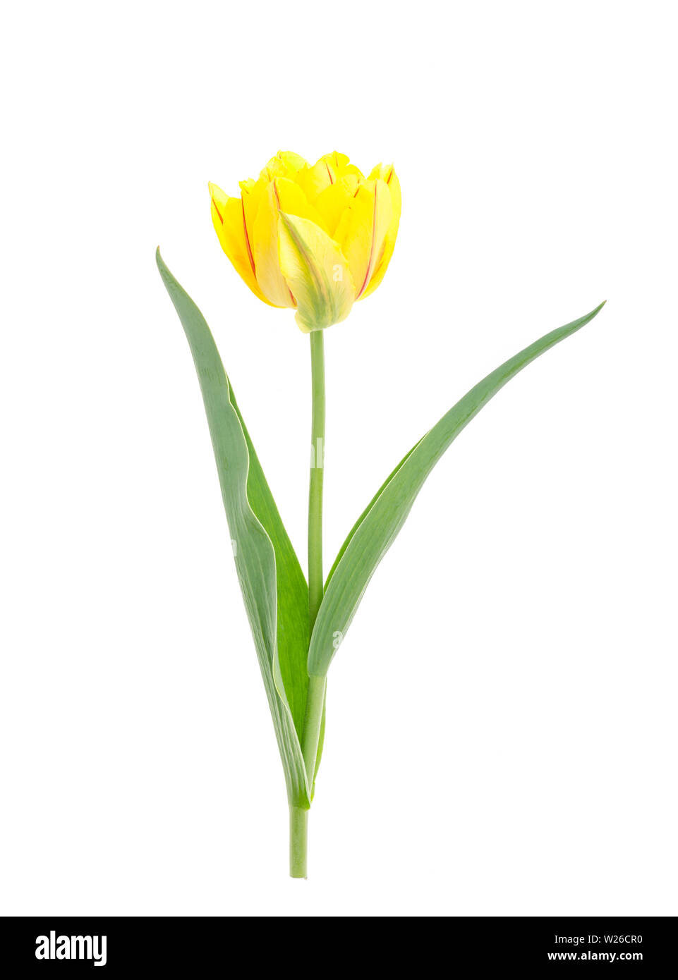 Yellow tulip isolated on white background Stock Photo - Alamy