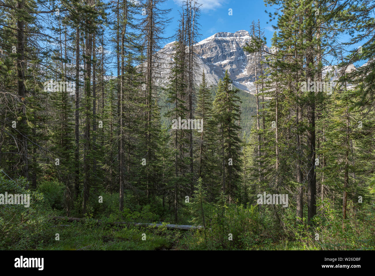 Cathedral Mountain in Yoho National Park, British Columbia, Canada Stock Photo