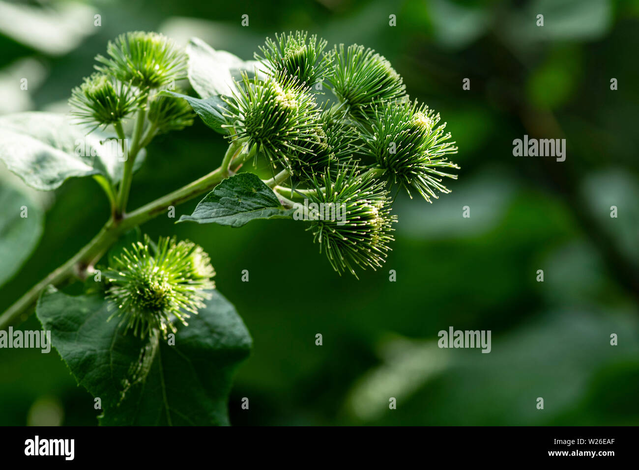 Useful plants.Buds of the great burdock arctium lappa in summer.Close-up of Arctium lappa beggars buttons in the vegetable garden. Stock Photo