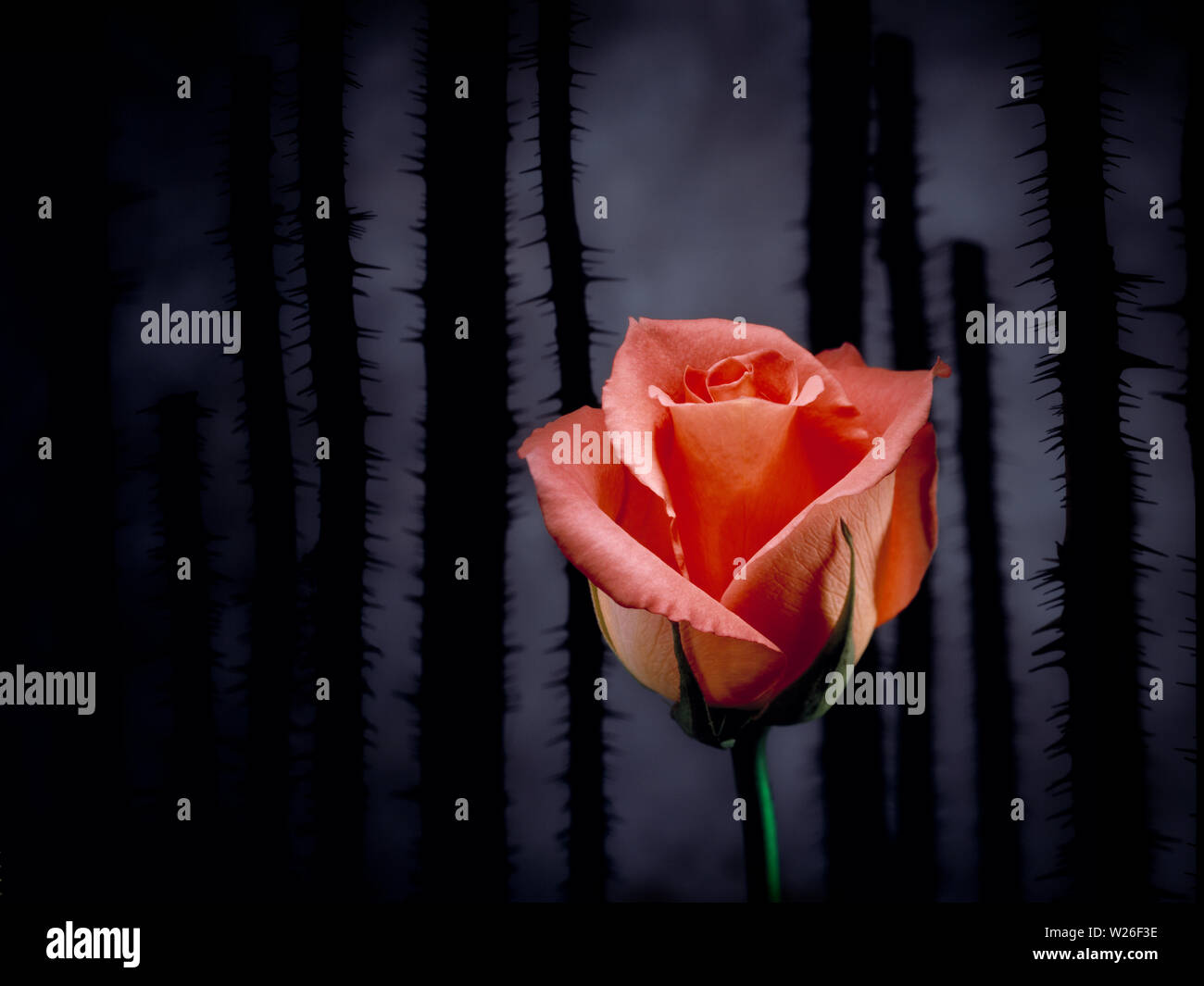 A pink rose in a field of thorns, from a series of light painted florals in studio/ Stock Photo