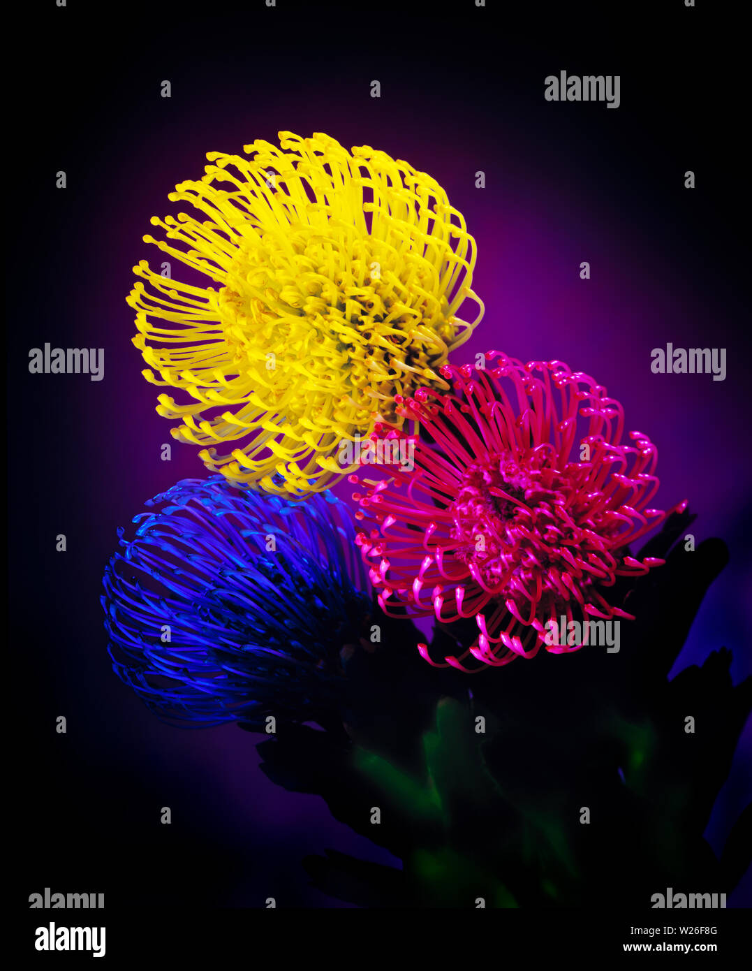 A group of protea blooms, from a series of light painted florals in studio. Stock Photo