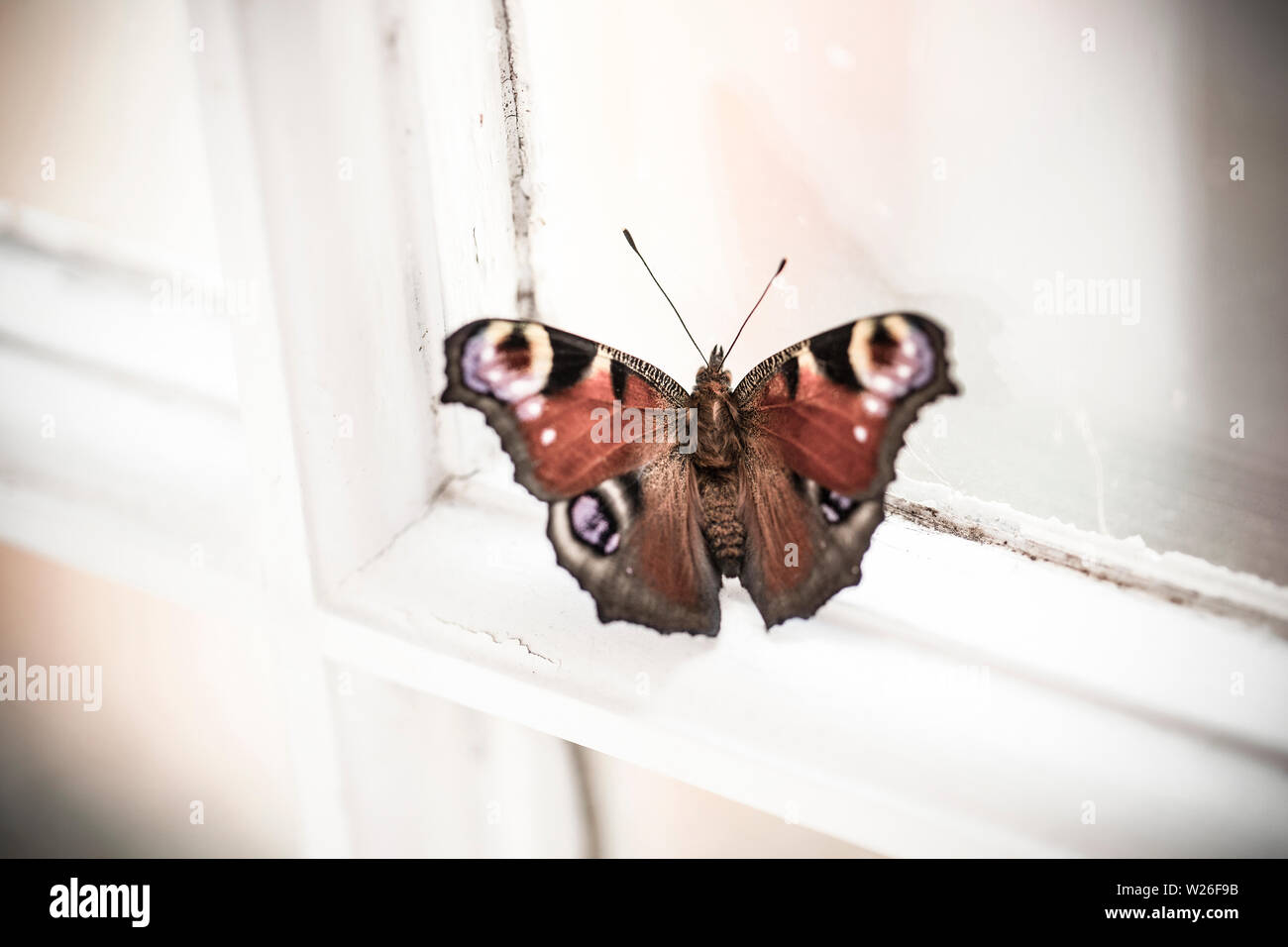 A single captive-bred Peacock butterflies, Aglais io, that has recently emerged from its chrysalis resting on a window ledge before being released. De Stock Photo