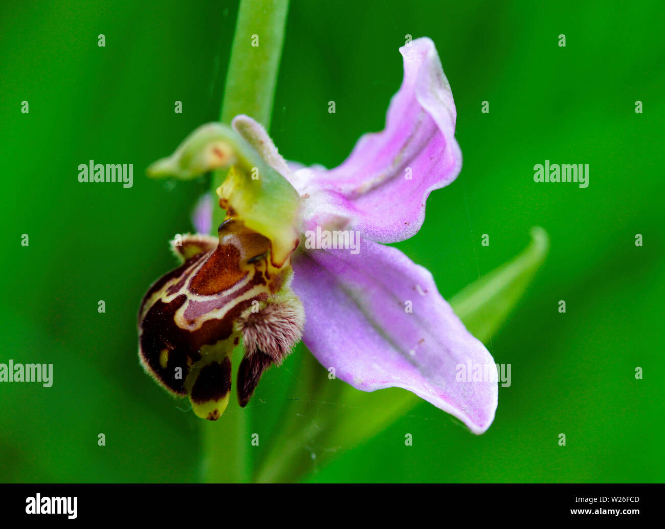 The Bee Orchid is widespread but seldom common throughout the southern parts of the British