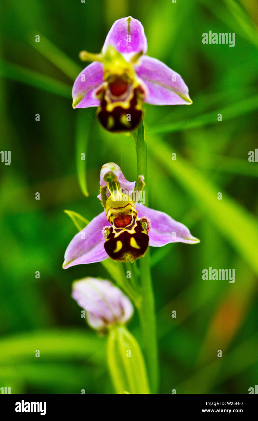 The Bee Orchid is widespread but seldom common throughout the southern parts of the British Isles and it's flowers are a classic example of mimicry. Stock Photo