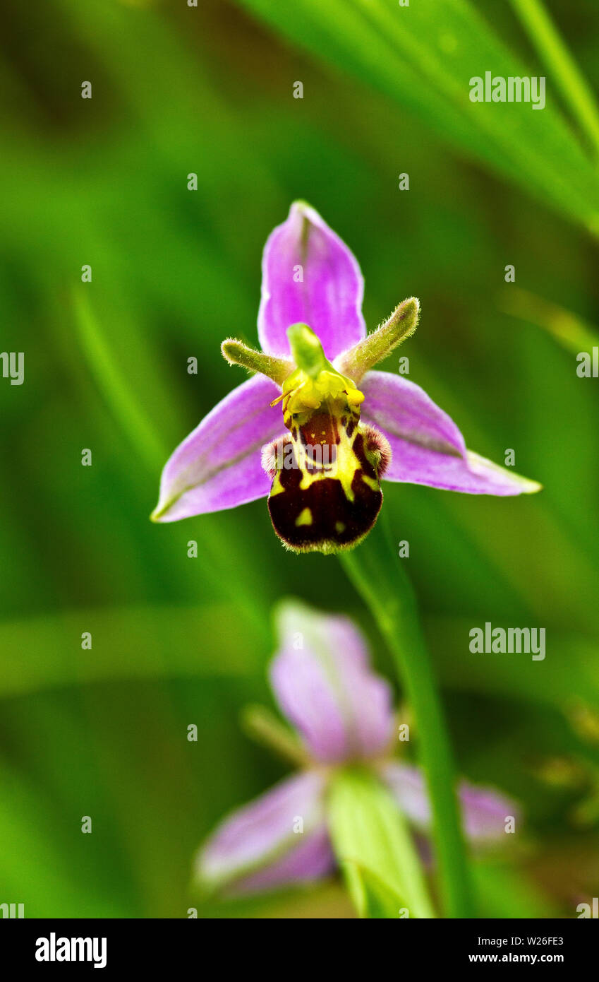 The Bee Orchid is widespread but seldom common throughout the southern parts of the British