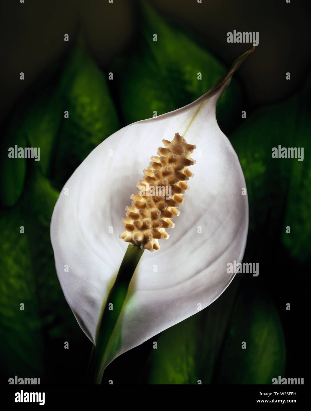 A close up of a peace lily, from a series of light painted floral bloom still lifes in studio. Stock Photo