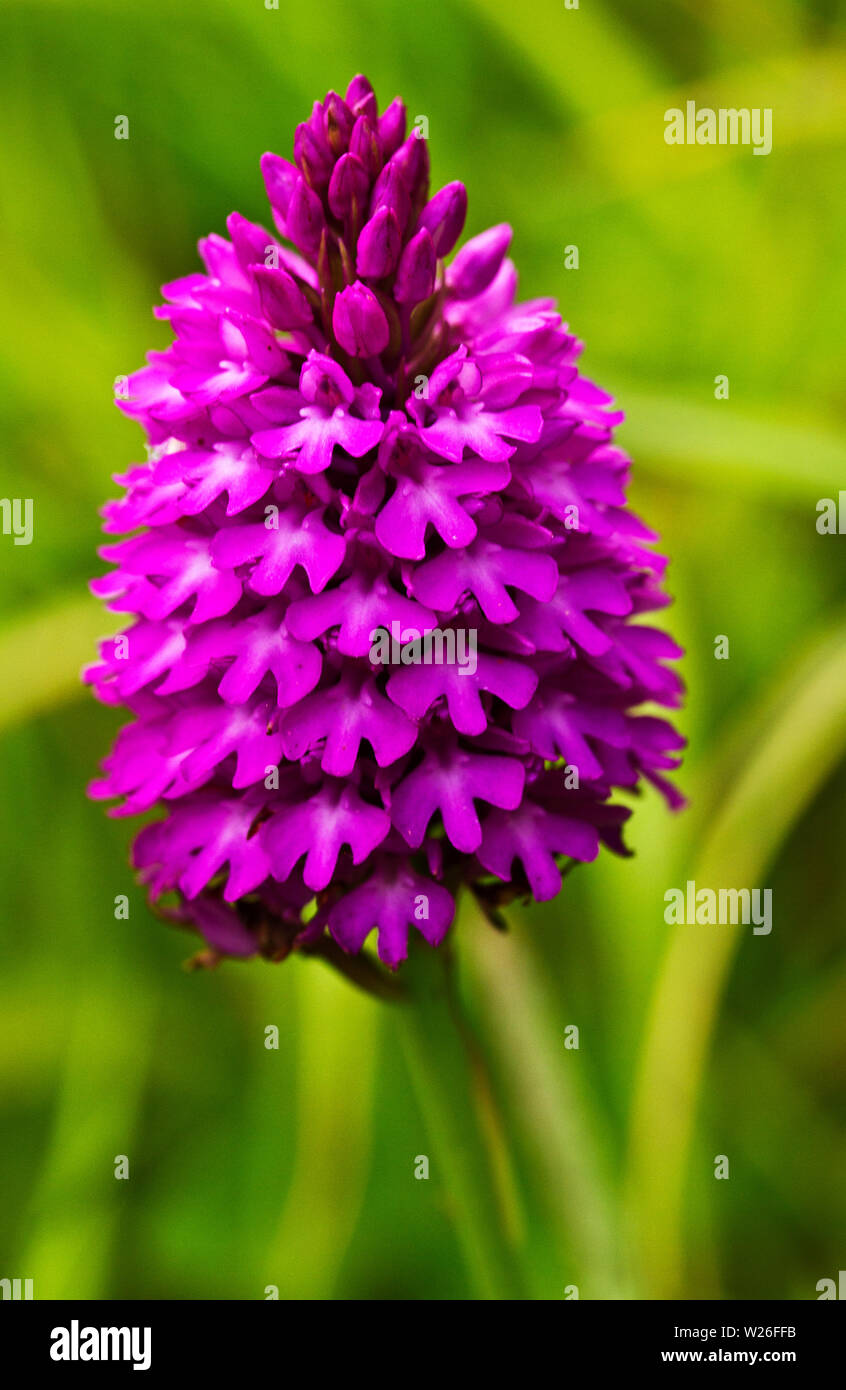 The distinctive deep pinks and purples of the Pyramidal Orchid is a common sight in coastal areas of northern UK but is more widspread in the south. Stock Photo