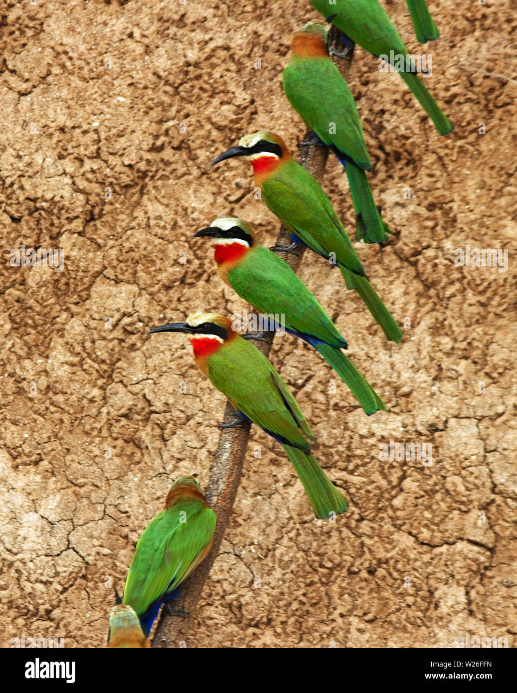 Garrelous and guady, large colonies of White-fronted Bee-Eaters nest on thebanks of the Rufiji River in the Selous Game Reserve, Tanzania. Stock Photo