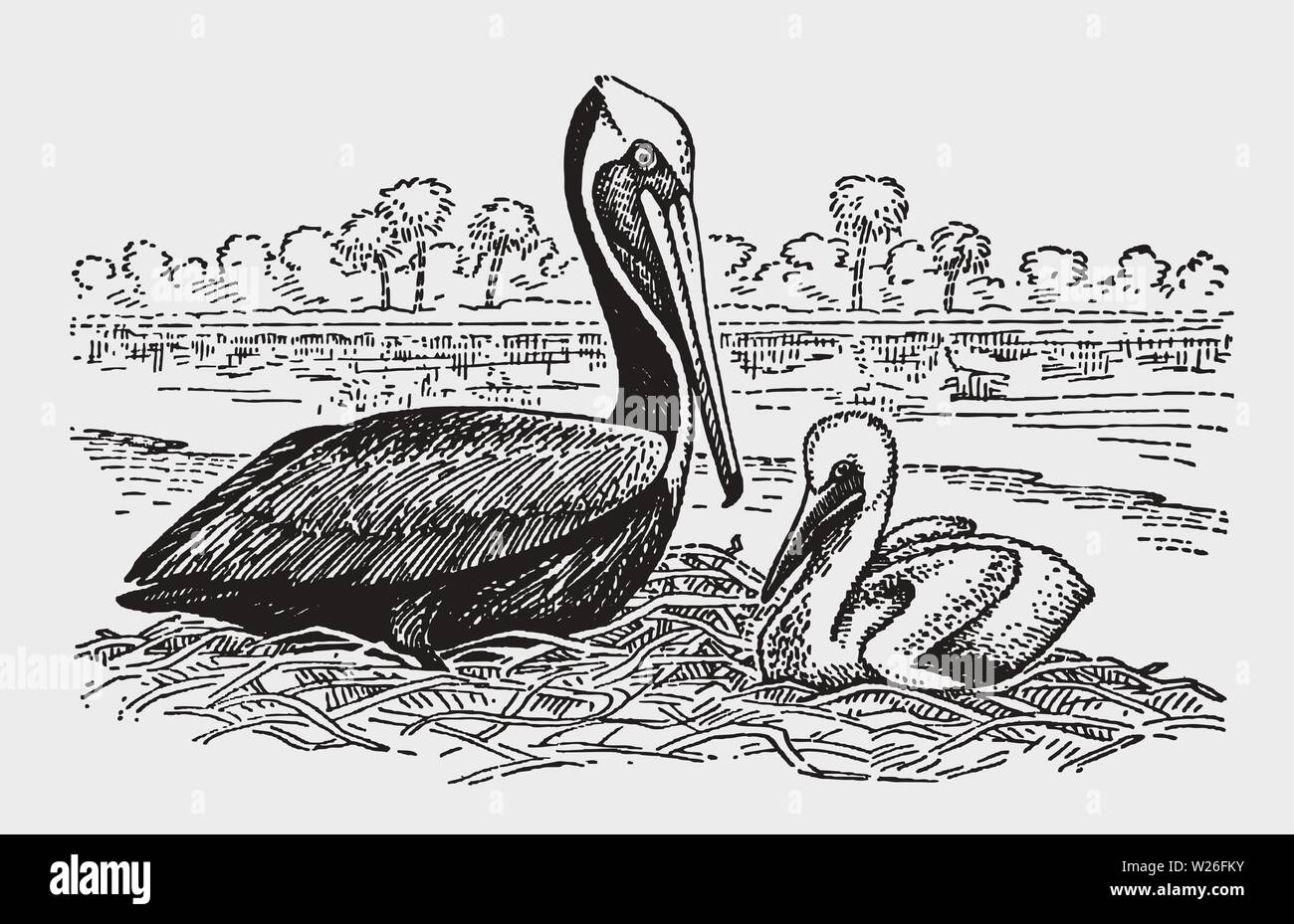 Adult brown pelican (pelecanus occidentalis) with a chick sitting on a nest. Illustration after a historic engraving from the early 20th century Stock Vector