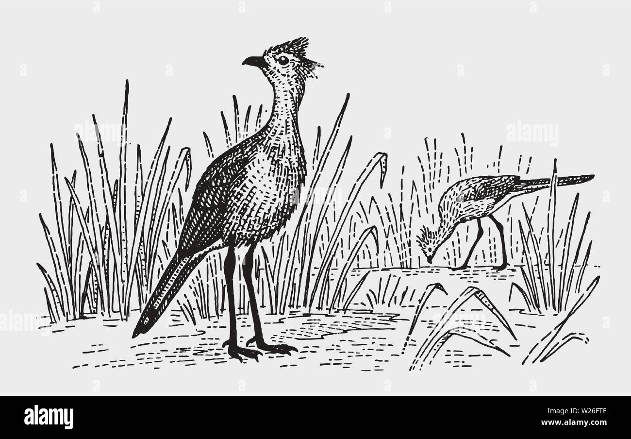 Two red-legged seriemas (cariama cristata) standing in a grassy landscape. Illustration after a historic engraving from the early 20th century Stock Vector