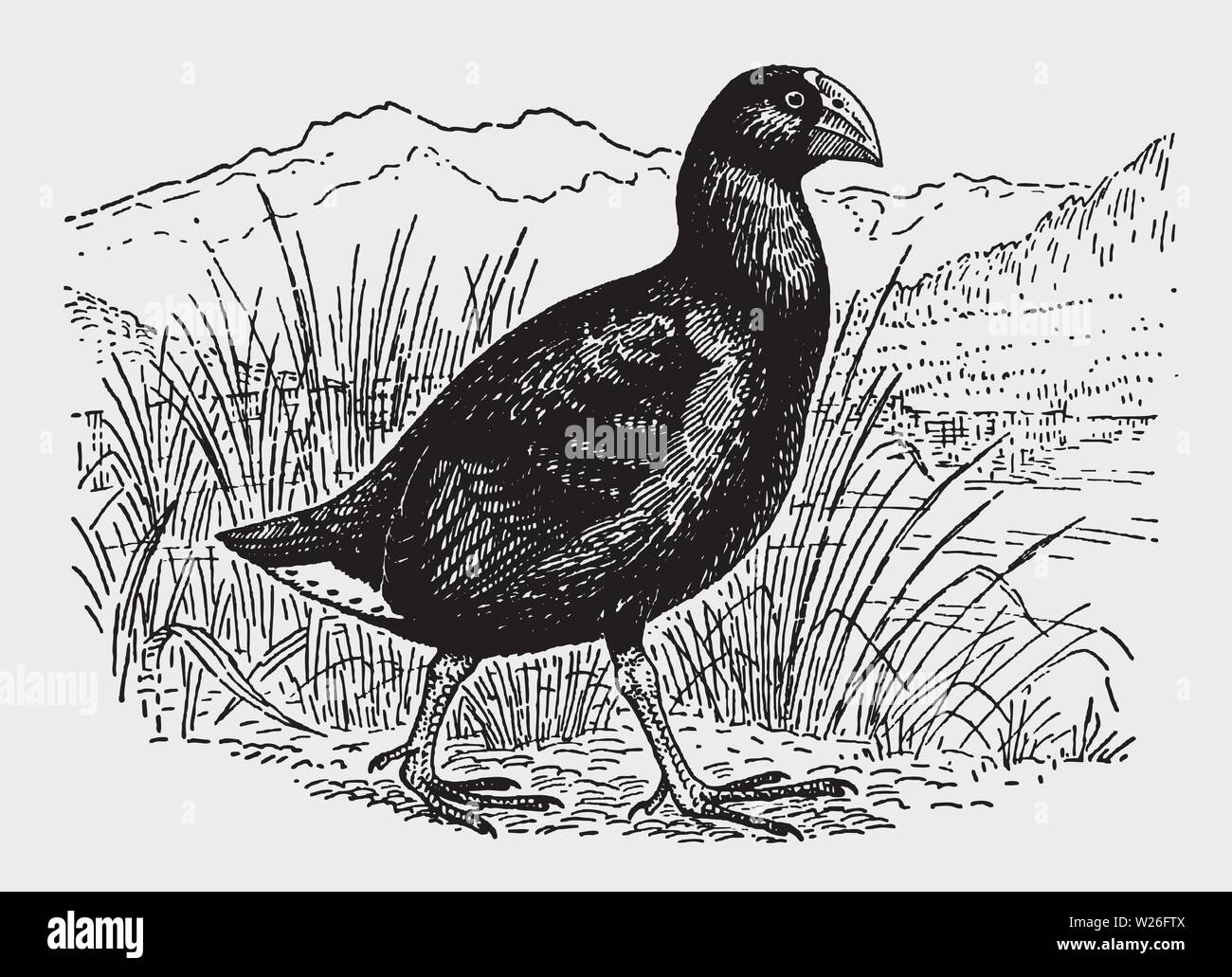 Rare south Island takahē or notornis (porphyrio hochstetteri) walking in a grassy landscape. Illustration after a historic engraving from early 20c Stock Vector