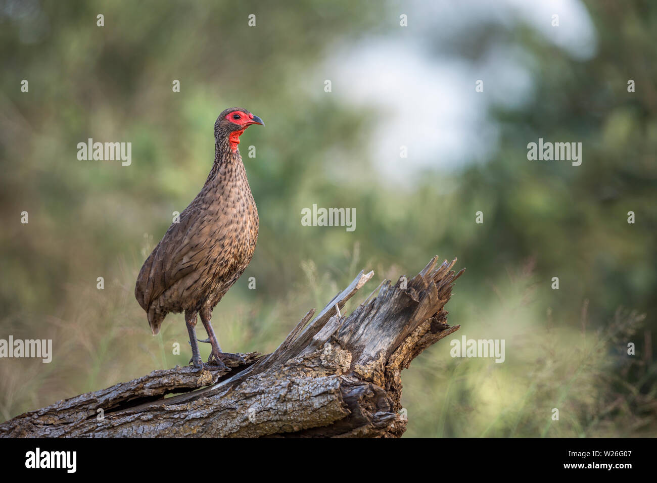 Swainson's Spurfowl perched on a log in Kruger National park, South Africa ; Specie Pternistis swainsonii family of Phasianidae Stock Photo