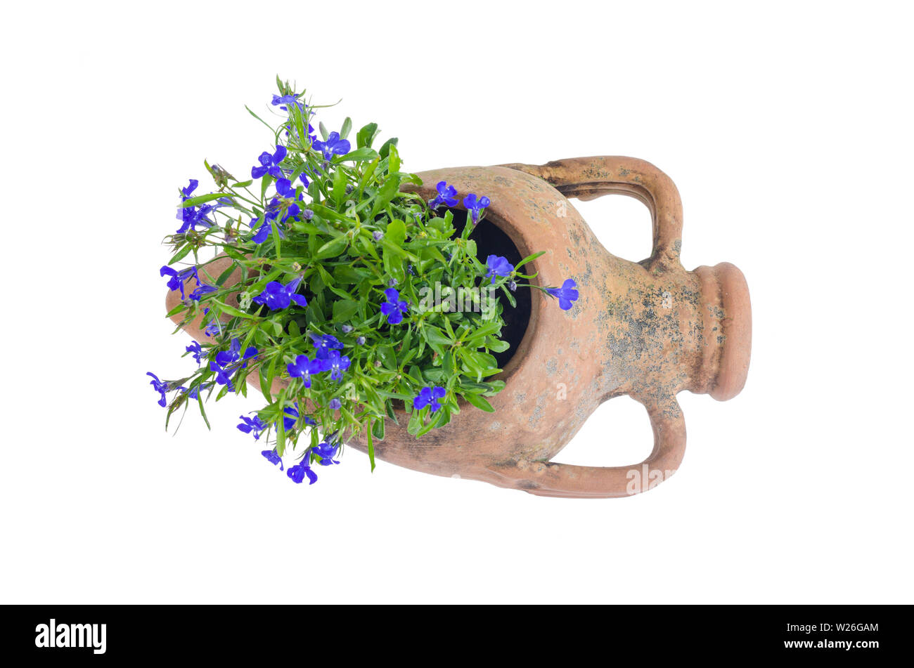 Old clay amphora vase with blue flowers Stock Photo Alamy