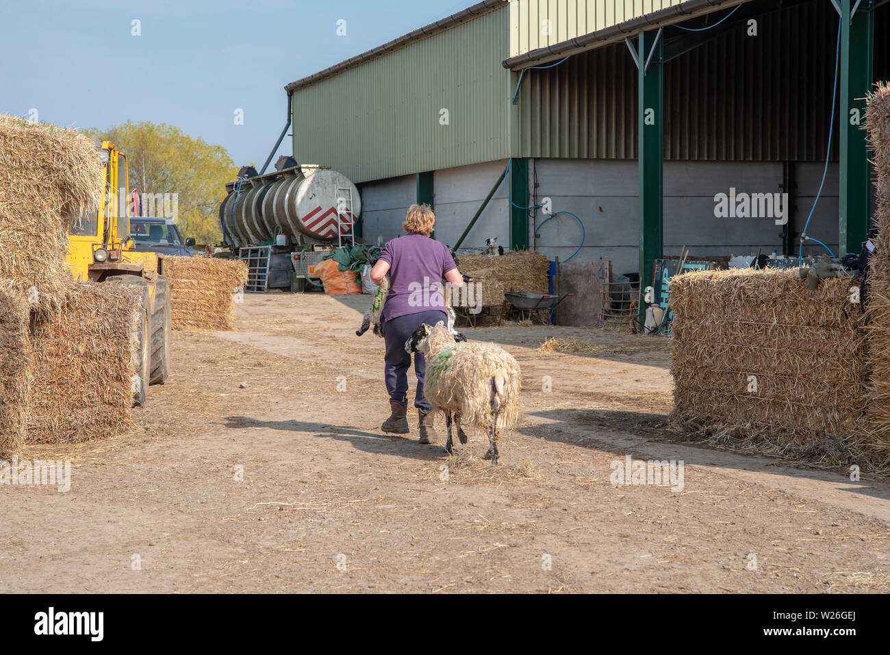 shepherdess carrying lambs during lambing season Stock Photo