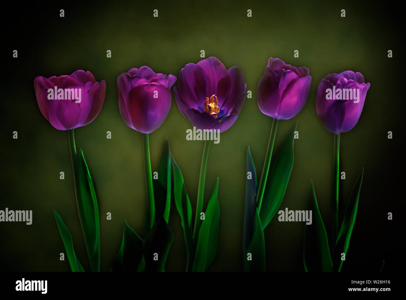 A row of purple tulips as part of a series of light painted flowers in studio. Stock Photo
