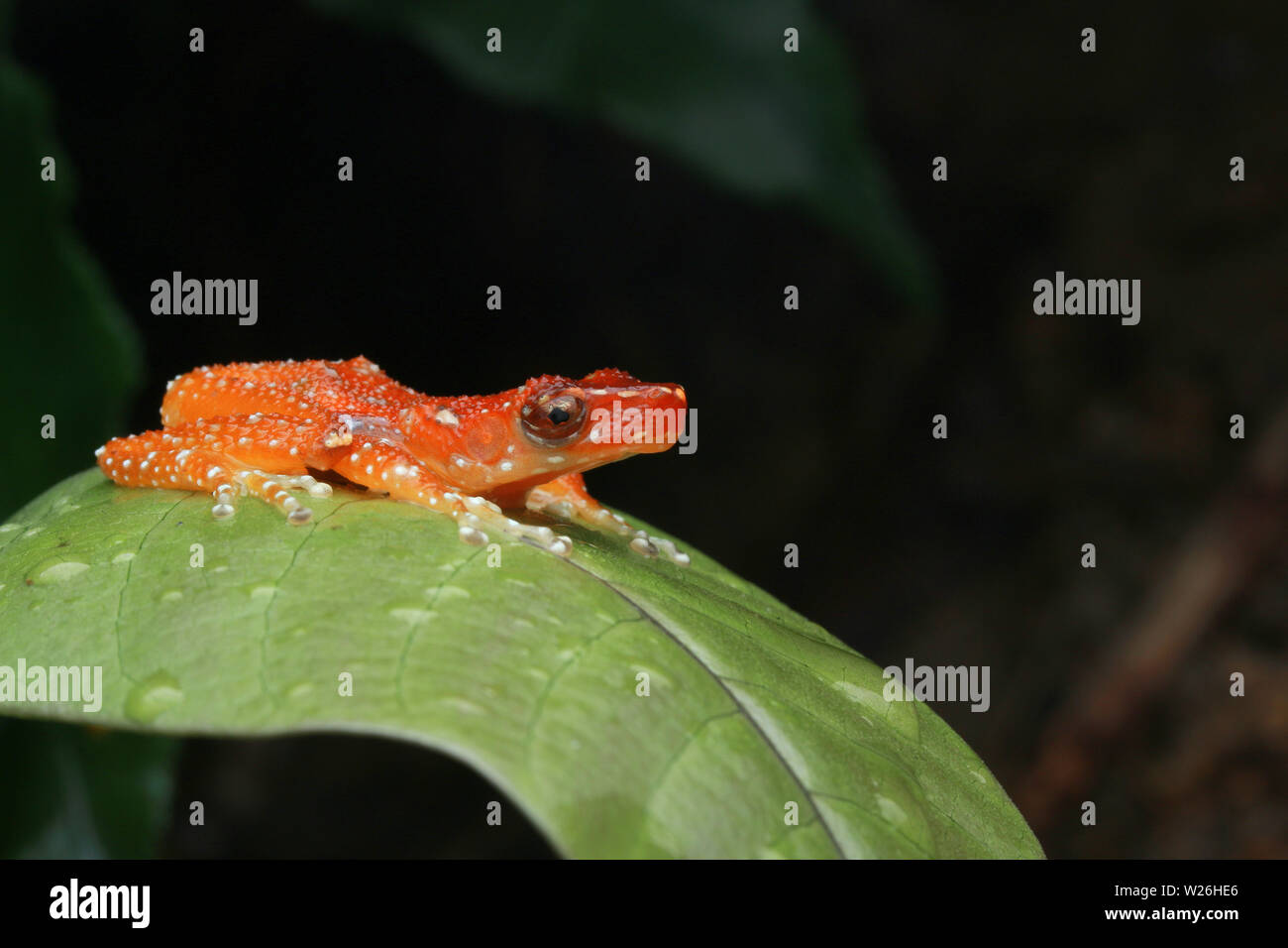 Cinnamon tree frogs hires stock photography and images Alamy