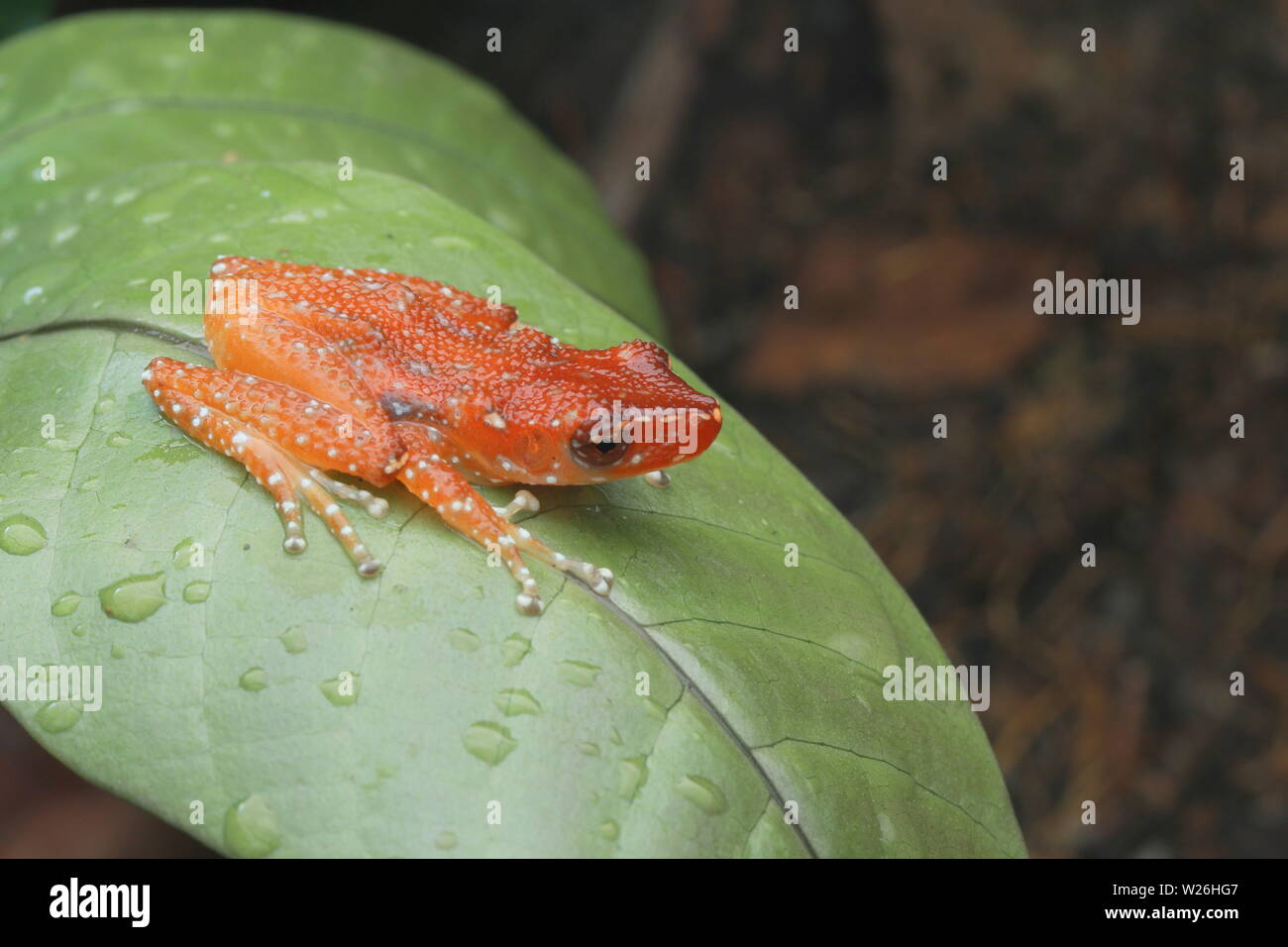 Cinnamon bush frog hires stock photography and images Alamy