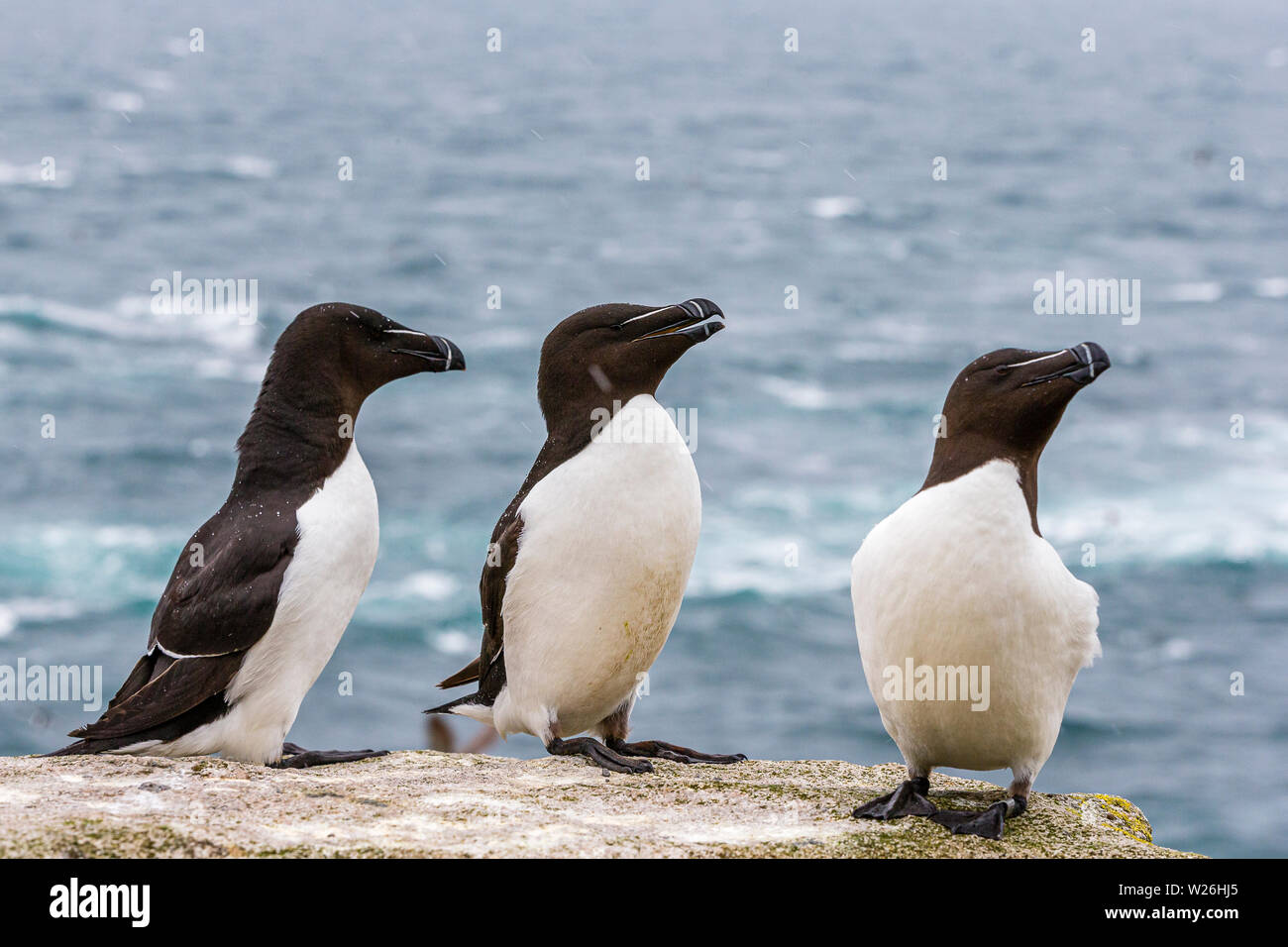 Razorbill on Great Saltee during the breeding season Stock Photo - Alamy
