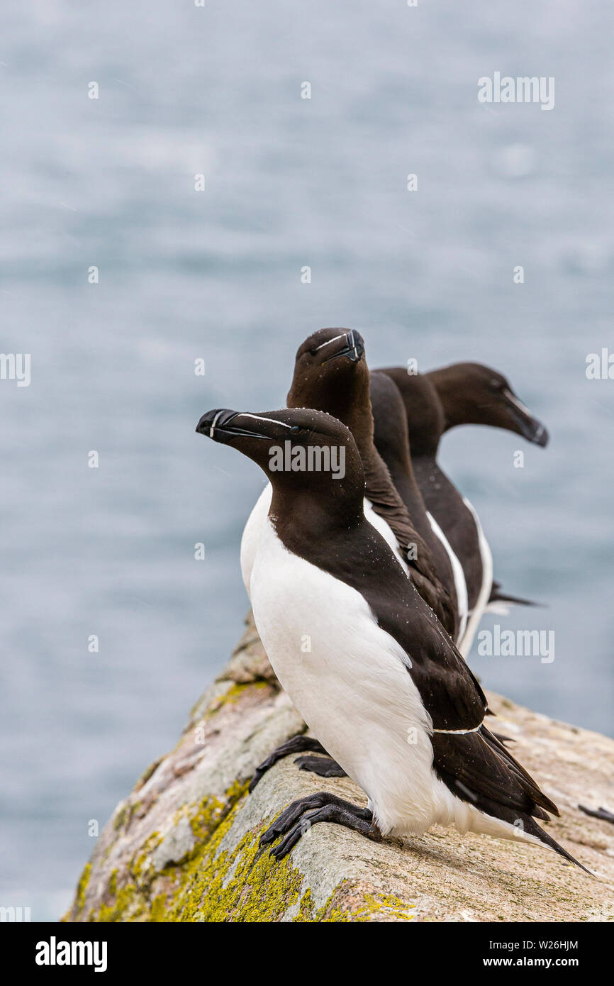Razorbill on Great Saltee d…