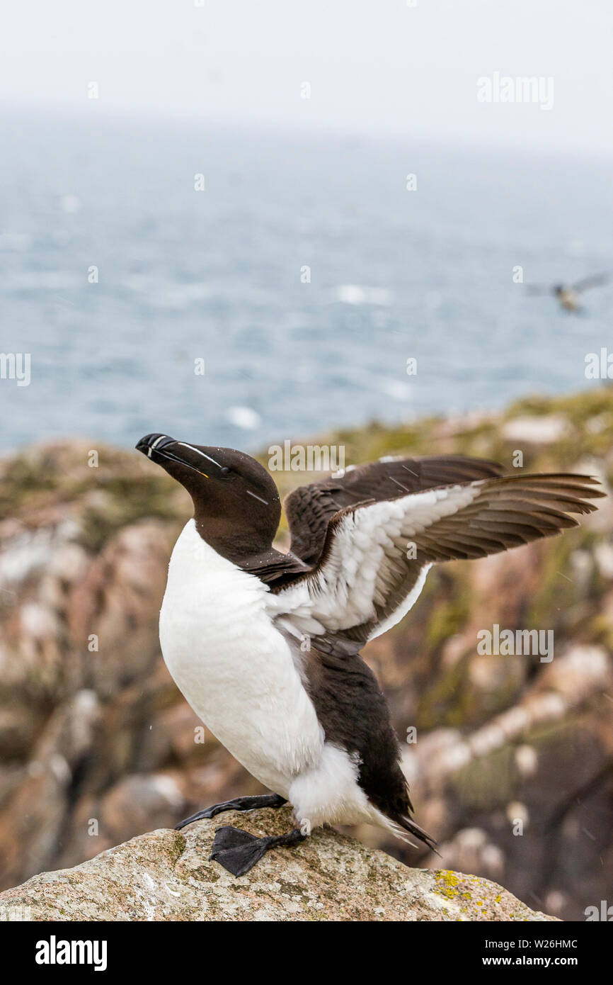 Razorbill on Great Saltee d…