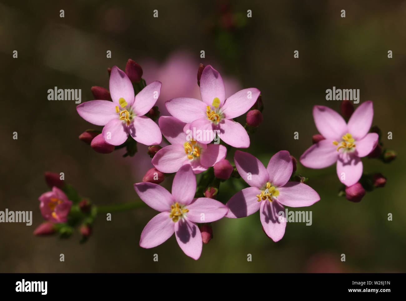 A flowering Common Centaury,  Centaurium erythraea, plant growing in a meadow in the UK. Stock Photo