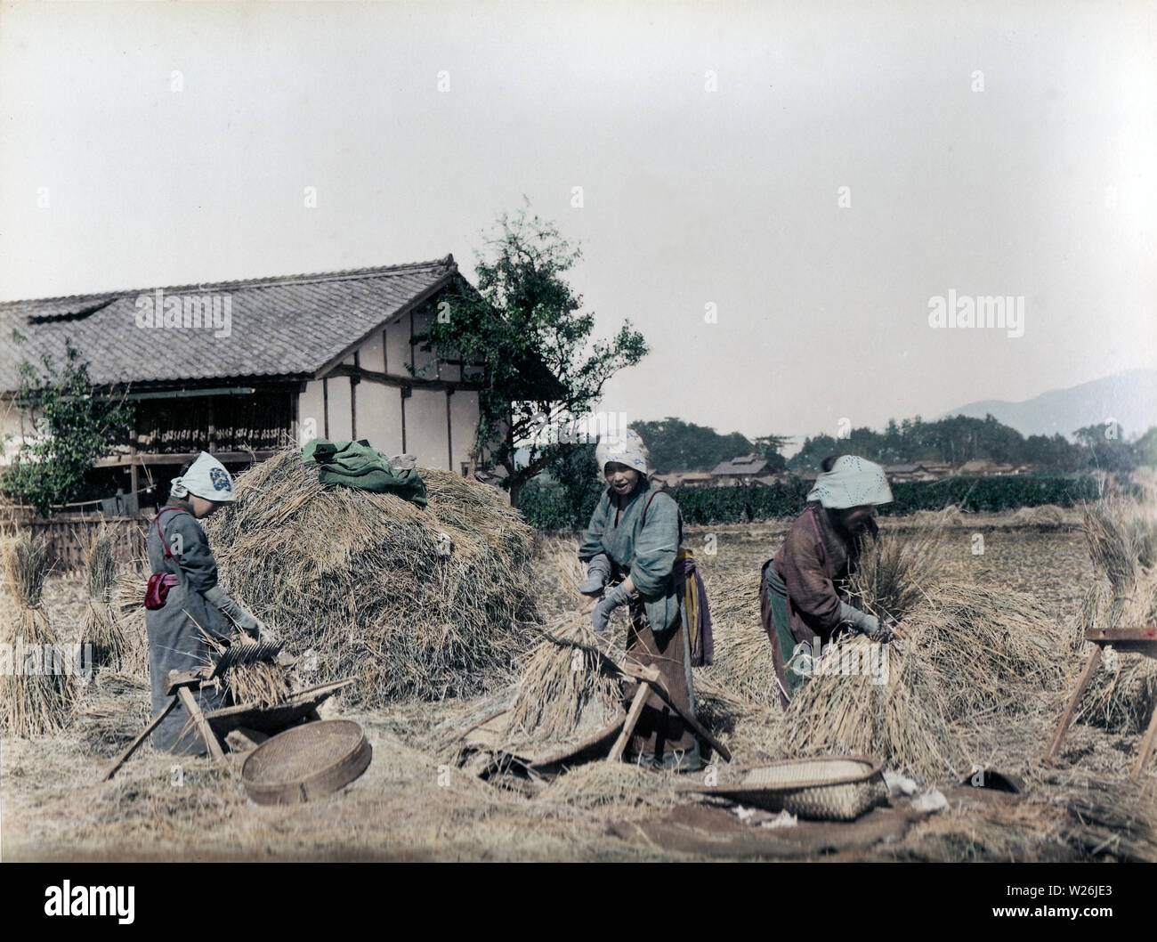 [ 1890s Japan - Japanese Farmers Threshing Rice ] —   Women threshing rice with a treading machine in the field.  19th century vintage albumen photograph. Stock Photo