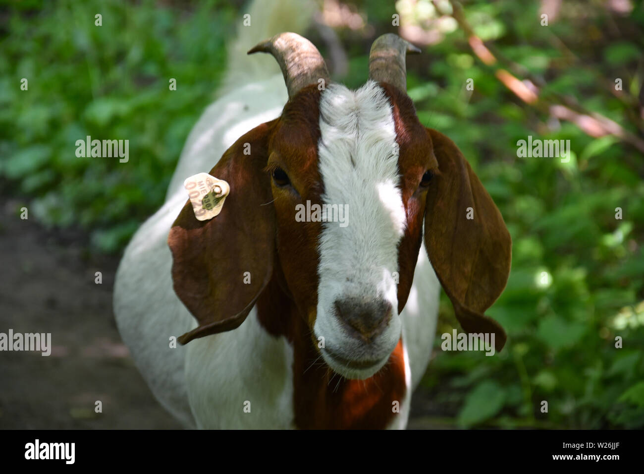 ANN ARBOR, MI/USA - JUNE 19, 2019: A goat being used at Gallup Park to clear plants as part of the Goats at Gallup program stops for a visit. Stock Photo