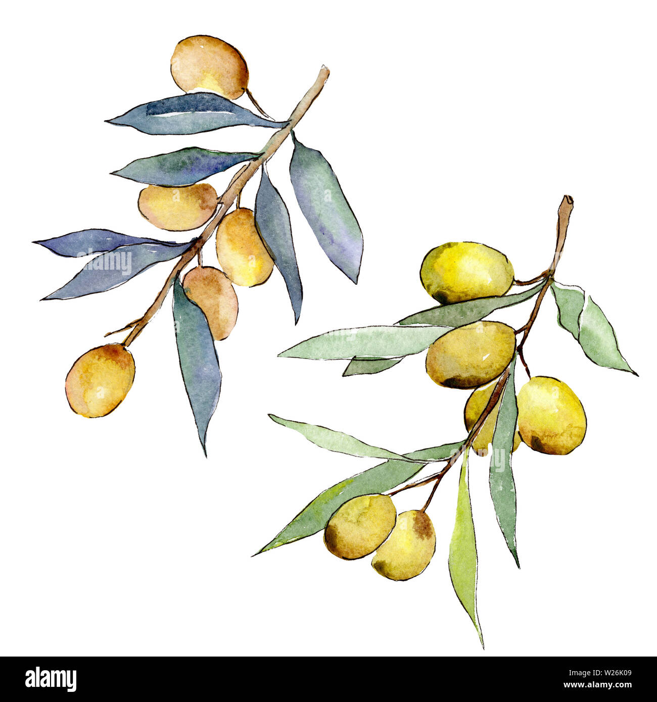 Olive branch with green fruit. Watercolor background illustration set ...