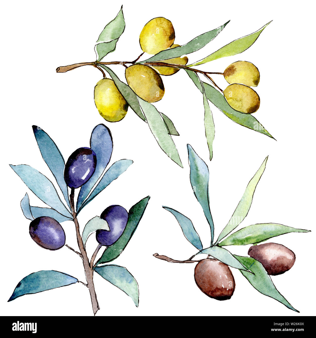 Olive branch with black and green fruit. Watercolor background ...