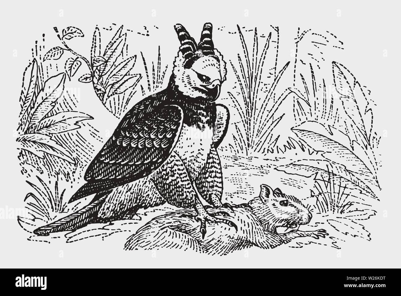 Harpy eagle (harpia harpyja) has caught a capybara. Illustration after a historic engraving from the early 20th century. Editable in layers Stock Vector