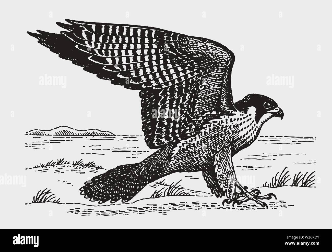 Peregrine falcon (falco peregrinus) sitting on the ground and spreading its wings. Illustration after a historic engraving from the early 20th century Stock Vector