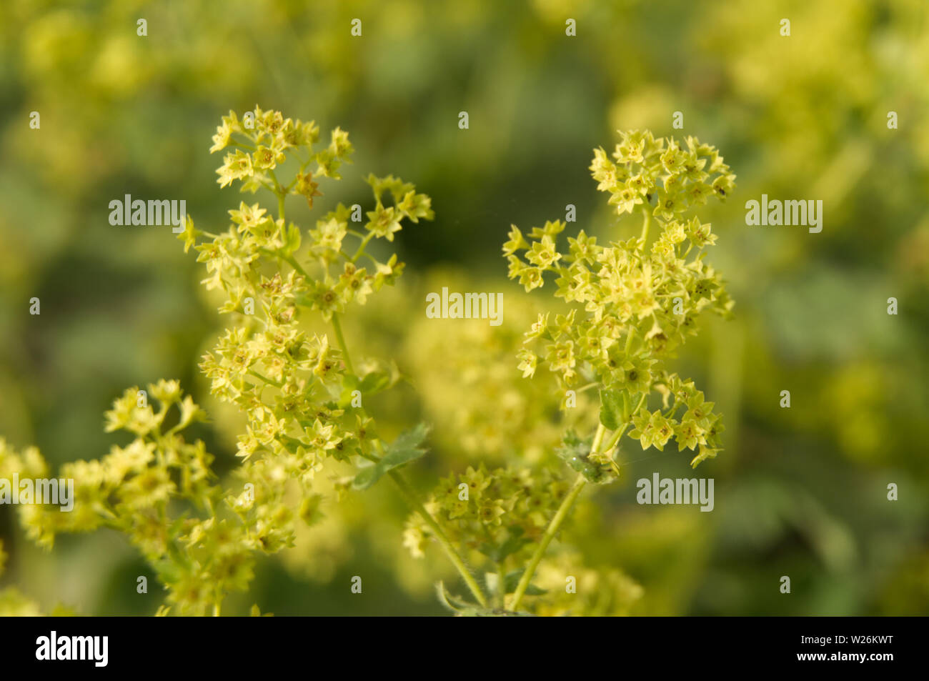 macrophotography of tiny green flowers of alchemilla vulgaris in sunlight Stock Photo