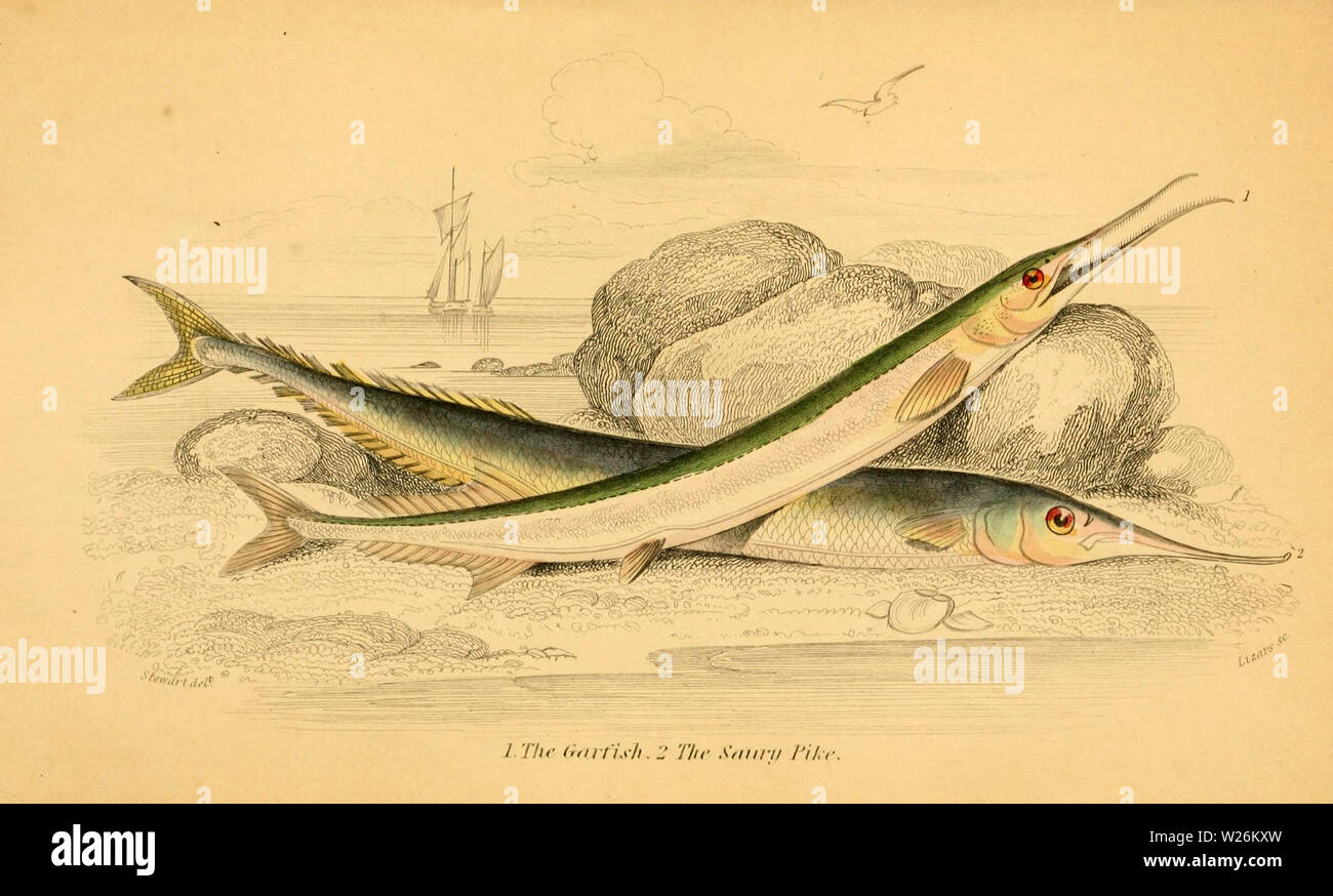 Beautiful Vintage Hand Drawn Illustrations Of River Fishes And Eels From Old Book It Can Be Used As Poster Or Decorative Element For Interior Design Stock Photo Alamy