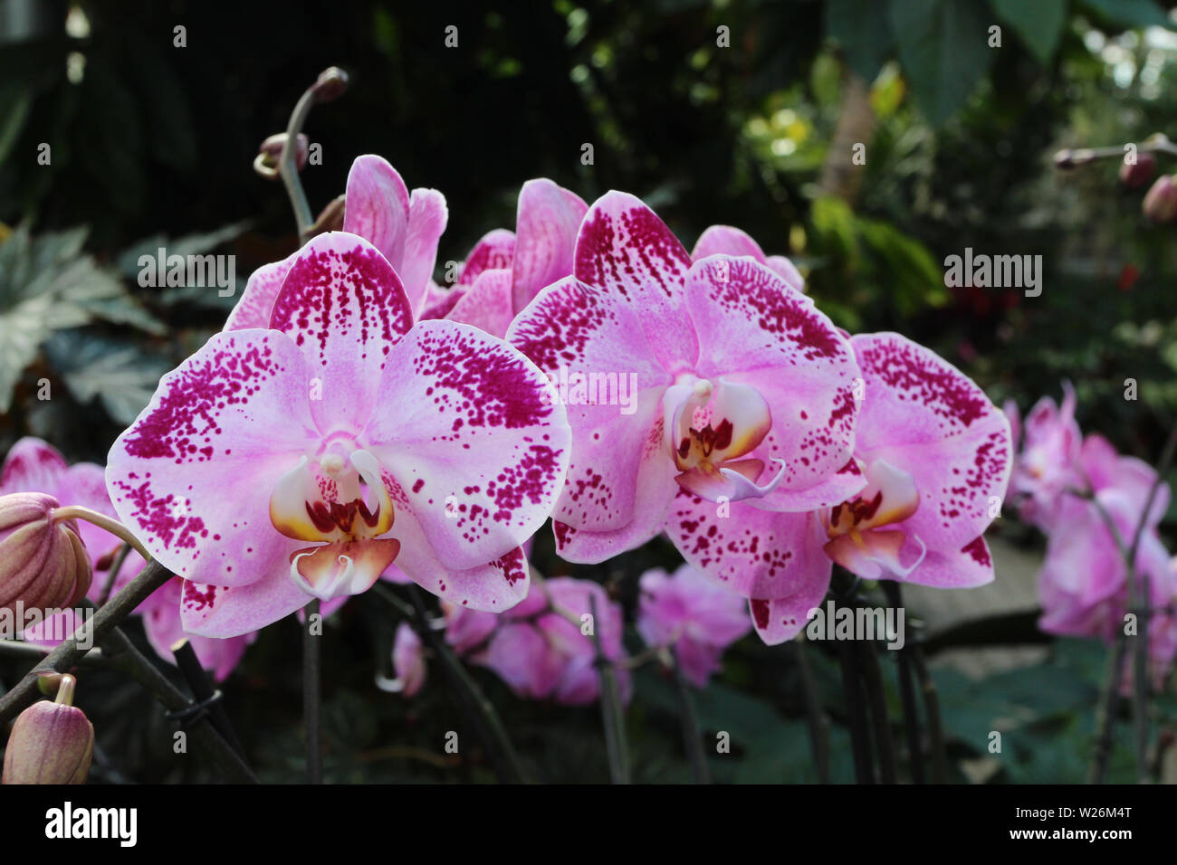 A branch of blooming, pink Doritaenopsis orchids Stock Photo