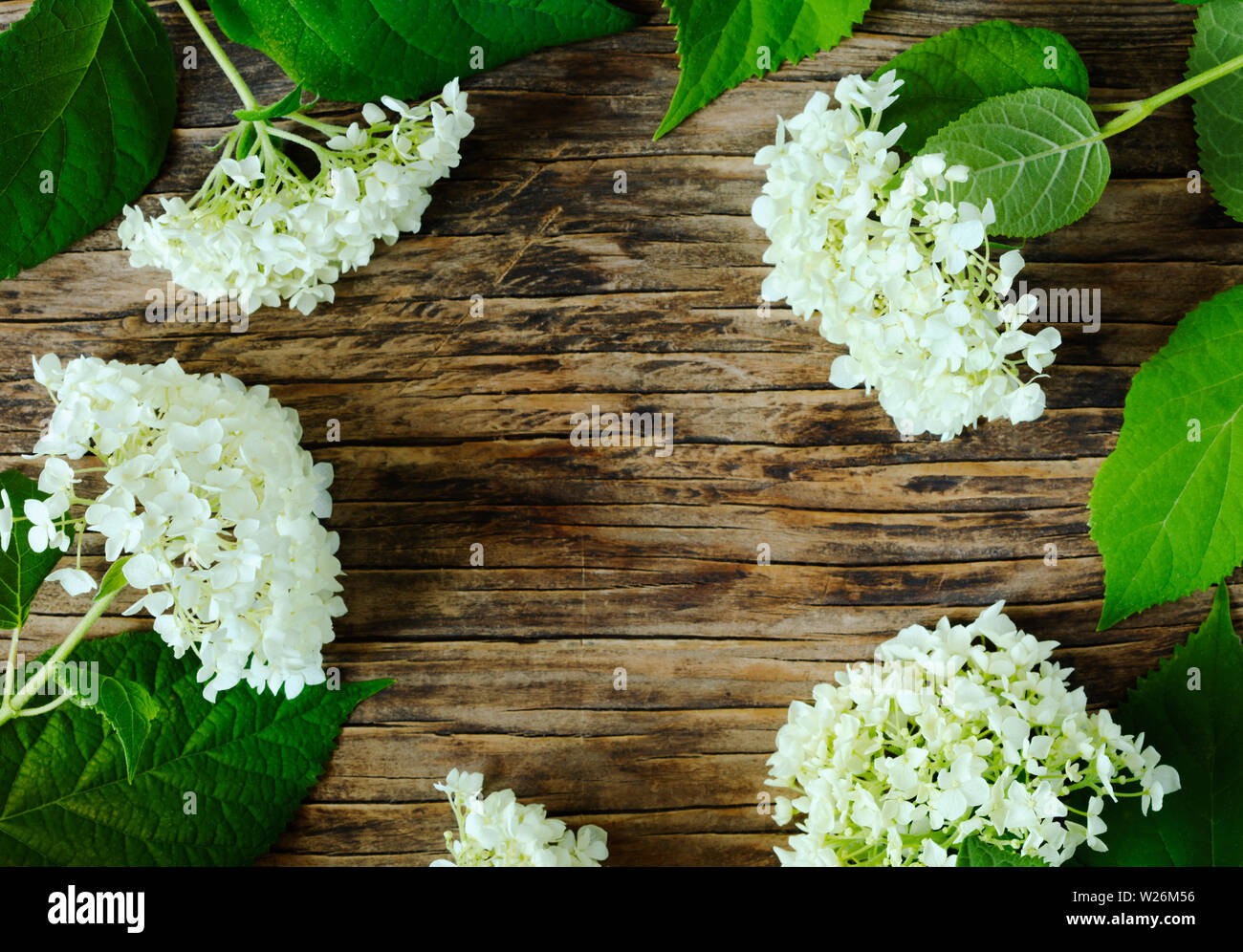 Hydrangea flowers frame, top view. Hydrangea flowers on wooden ...