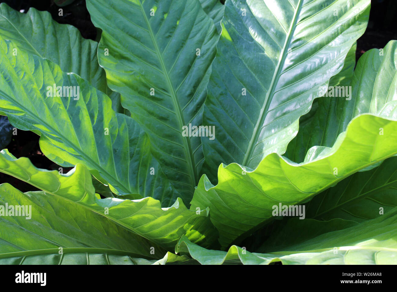 anthurium flower Pink Anthurium | World's Longest Blooming Houseplant main image 1