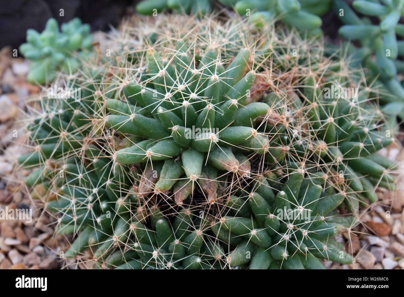Finger Cactus High Resolution Stock Photography And Images Alamy